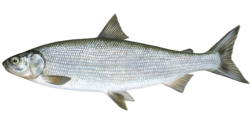 Сиг